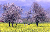 Srinagar Pahalgam Gulmarg Sonmarg Srinagar Tour Package